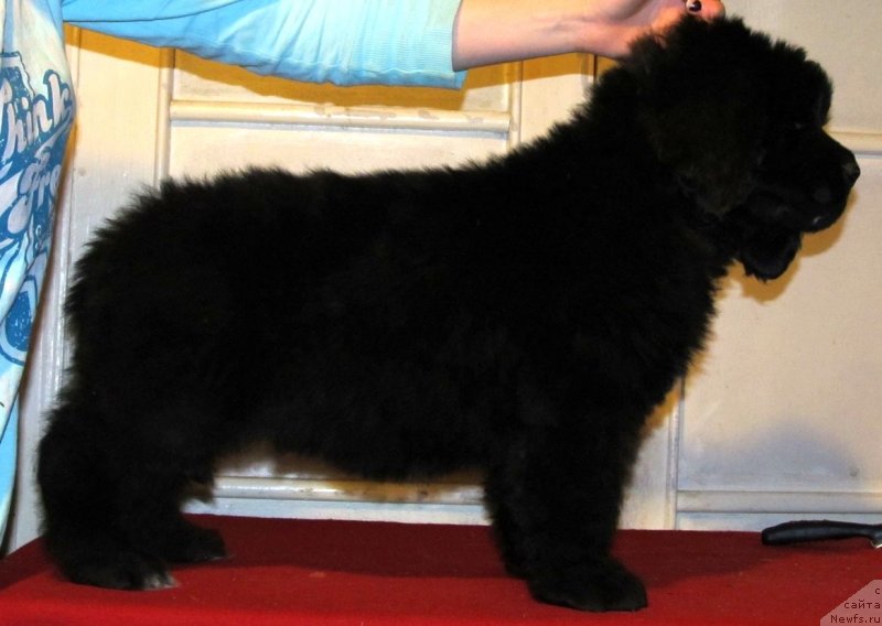 Фото: ньюфаундленд Смигар Твин Пикс (Smigar Тwin Peaks)