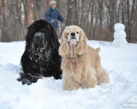 Фото: ньюфаундленд Кипер Соул Лайон Хэерт