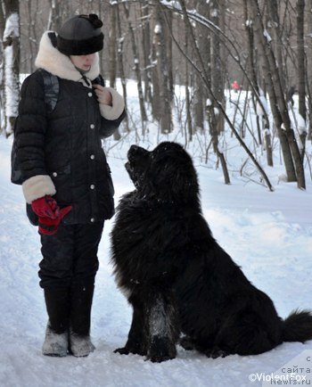 Фото: ньюфаундленд Кипер Соул Лайон Хэерт, Ольга Иванова