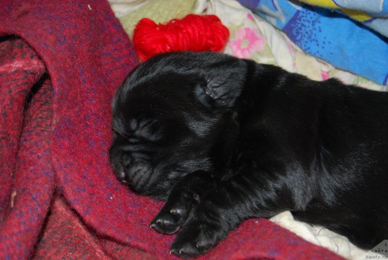 Фото: ньюфаундленд Face of an Angel Giant's Island