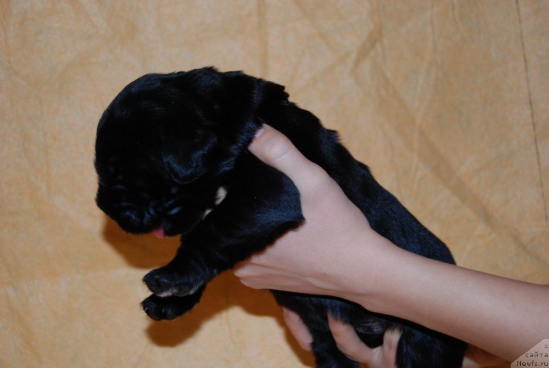 Фото: ньюфаундленд Face of an Angel Giant's Island