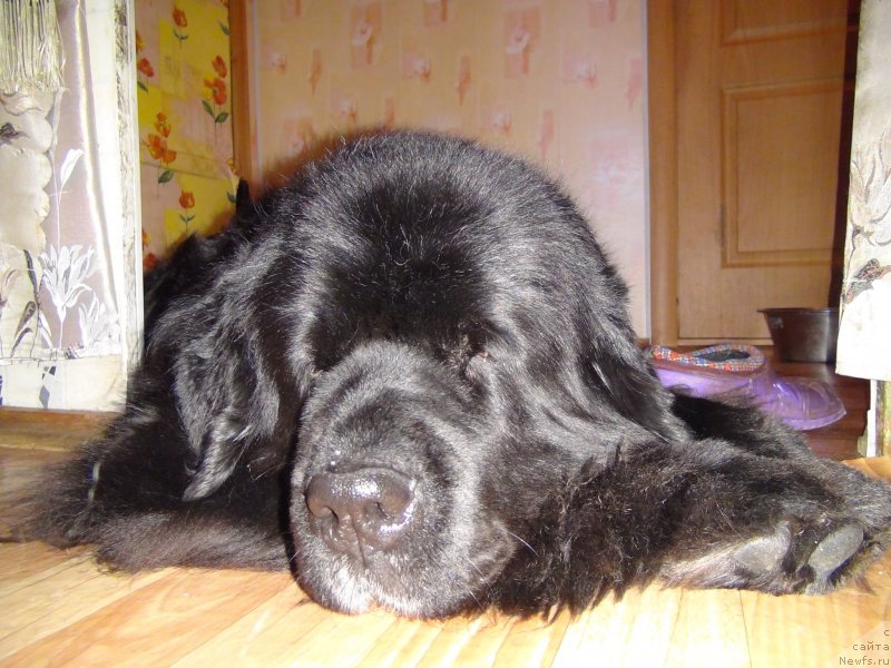 Фото: ньюфаундленд Акин Соул София