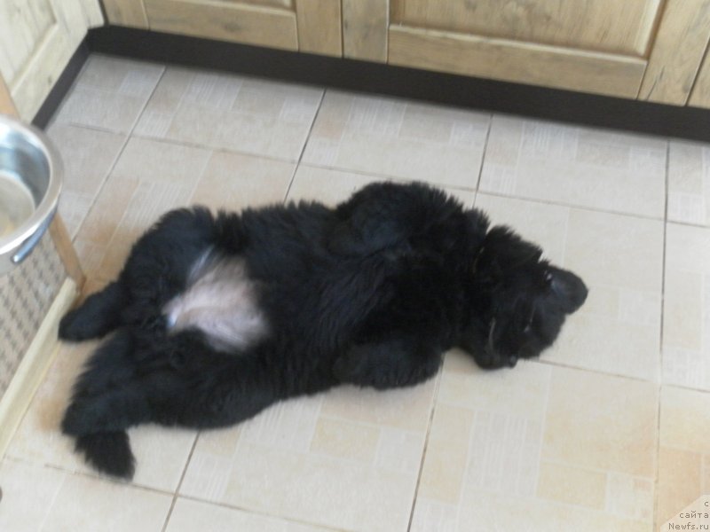 Фото: ньюфаундленд Эка Краля с Берега Дона (Eka Kralja s Berega Dona)