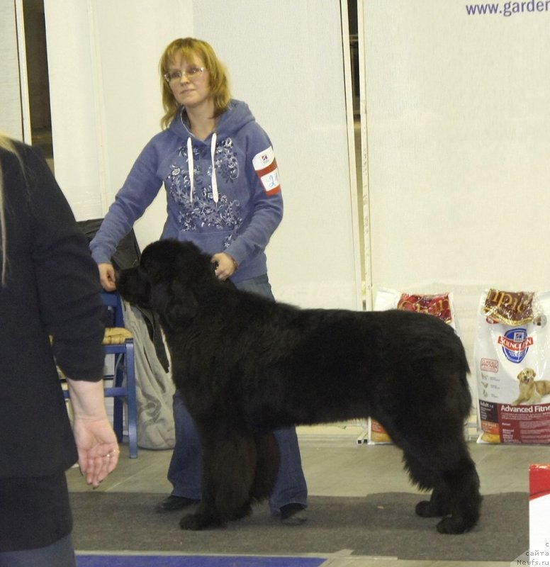 Фото: Лариса Башарова, ньюфаундленд Смигар Легенда Весны (Smigar Legenda Vesny)