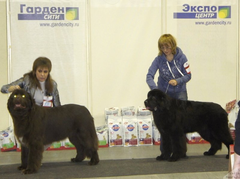 Фото: ньюфаундленд Акватория Келвин Хизер Хани (Aquatoriya Kelvin Heather Honey), ньюфаундленд Смигар Легенда Весны (Smigar Legenda Vesny)