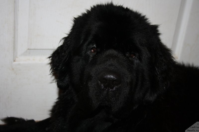 Фото: ньюфаундленд Янтарная Мечта