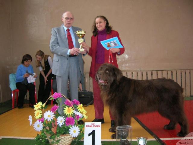 Фото: ньюфаундленд Смигар Афанасий (Smigar Afanasiy)