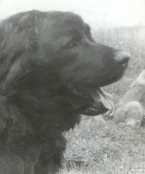 Фото: ньюфаундленд Алан Дайвер