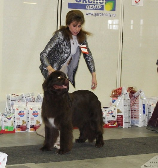 Фото: ньюфаундленд Акватория Келвин Хизер Хани (Aquatoriya Kelvin Heather Honey), Юлиана Никифорова