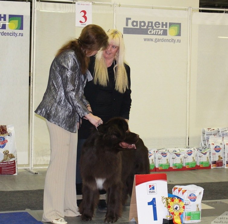 Фото: ньюфаундленд Акватория Келвин Хизер Хани (Aquatoriya Kelvin Heather Honey)