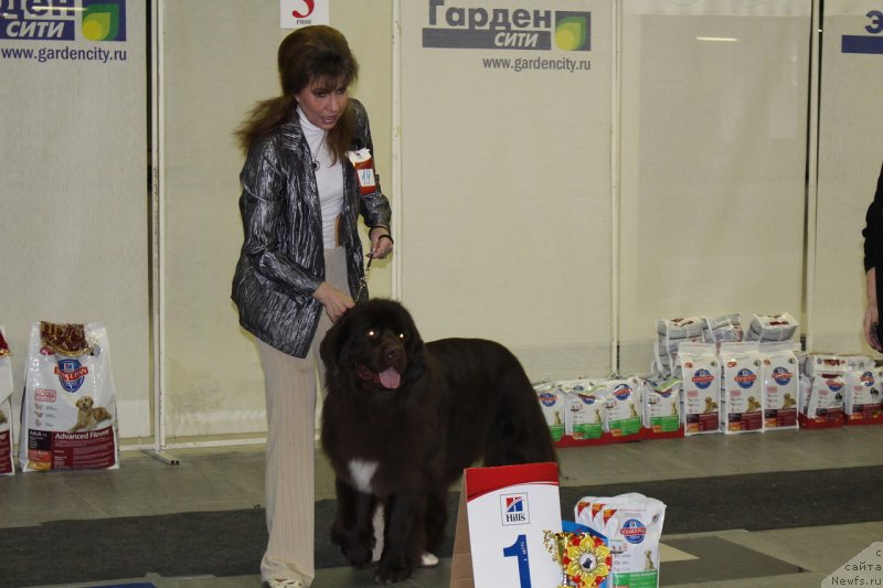 Фото: ньюфаундленд Акватория Келвин Хизер Хани (Aquatoriya Kelvin Heather Honey), Юлиана Никифорова