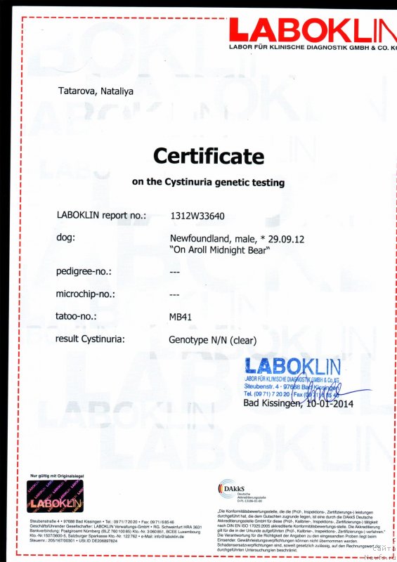 Фото: ньюфаундленд On Aroll Midnight Bear