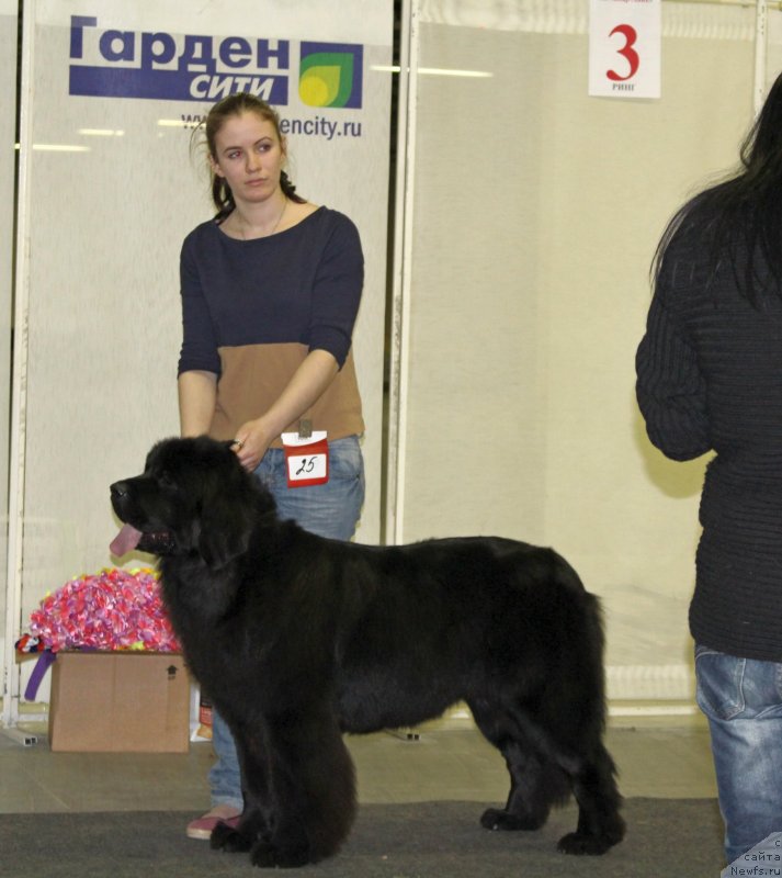 Фото: ньюфаундленд Флюфи Аваланч Эксклюсиве Дрим (Fluffy Avalanch Exclusive Dream), Александра Веснина