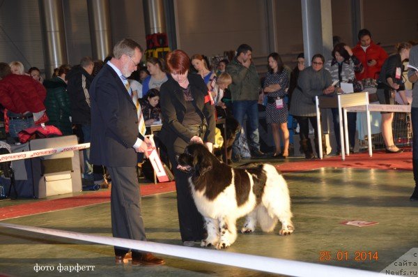 Фото: ньюфаундленд Искушение Моей Души (Iskushenie Moey Dushi)