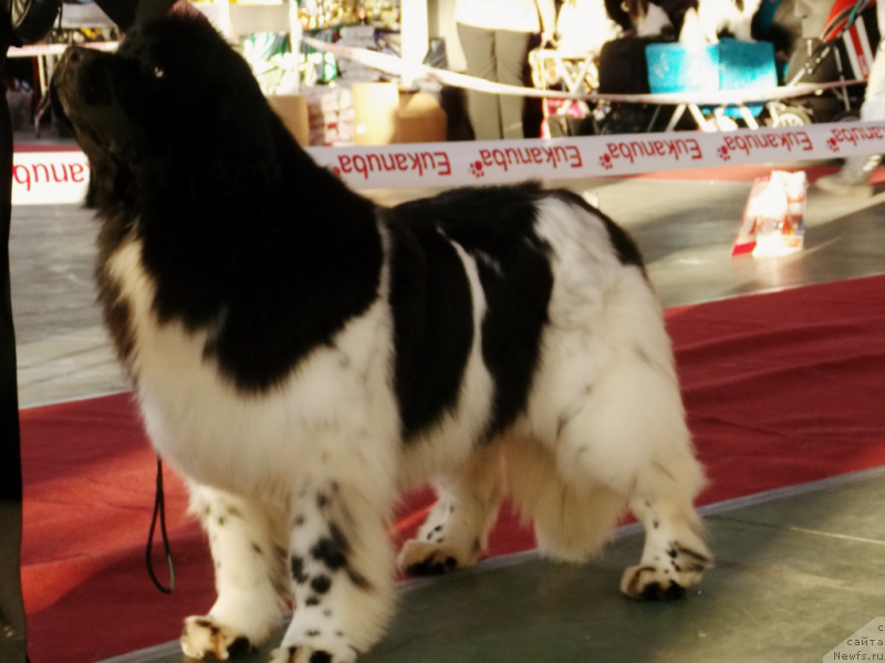 Фото: ньюфаундленд Искушение Моей Души (Iskushenie Moey Dushi)