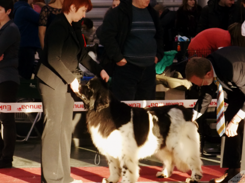 Фото: ньюфаундленд Искушение Моей Души (Iskushenie Moey Dushi)
