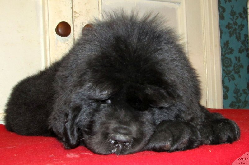 Фото: ньюфаундленд Смигар Танго ин зе Найт (Smigar Tango in the Night)