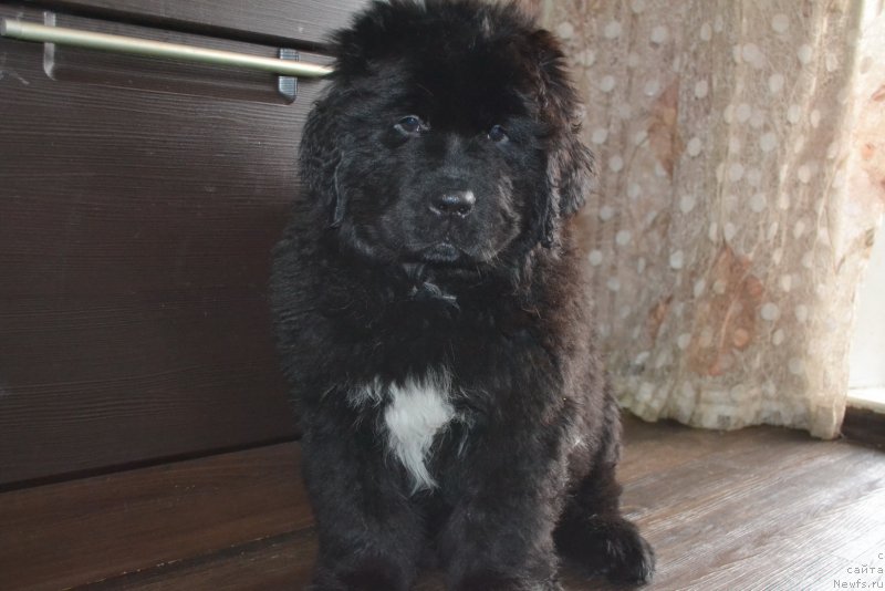 Фото: ньюфаундленд Неаполь от Ласкового Дельфина