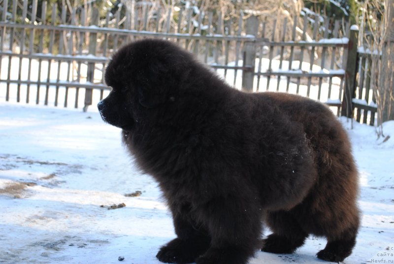 Фото: ньюфаундленд Жемчужный Блеск