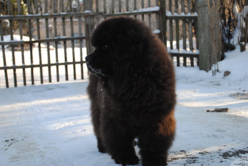 Фото: ньюфаундленд Жемчужный Блеск