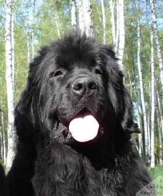 Фото: ньюфаундленд Сент Джонс Дора (Sent Djons Dora)