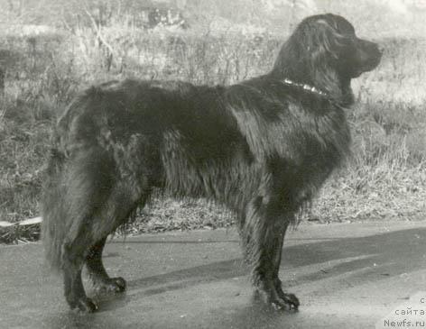 Фото: ньюфаундленд Ивнинг Хеппи