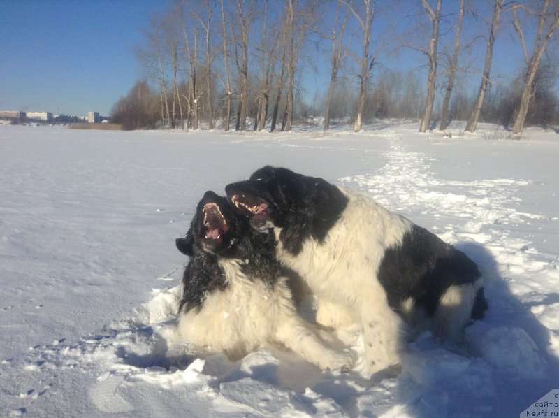 Фото: ньюфаундленд Аквиан Сонг Кроун Роял