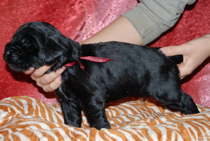 Фотография № 145001