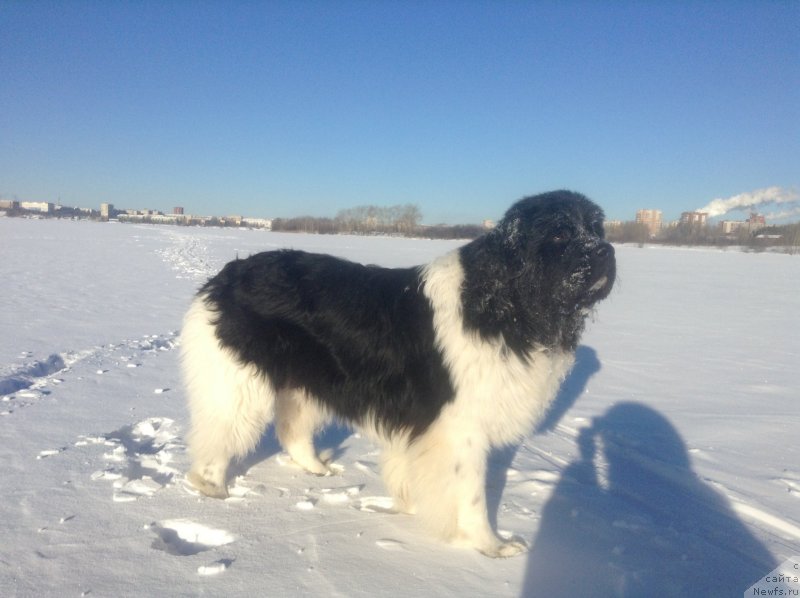 Фото: ньюфаундленд Аквиан Сонг Кроун Роял