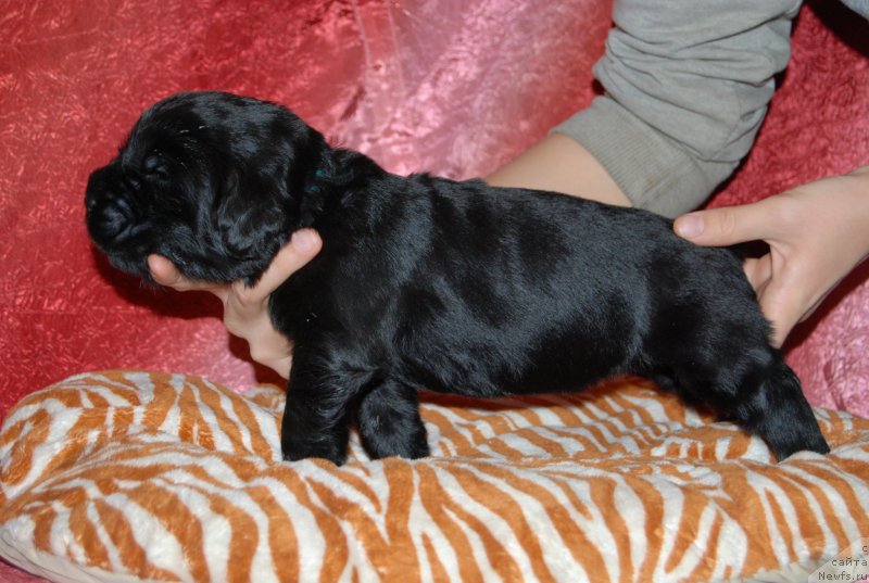 Фотография № 145004