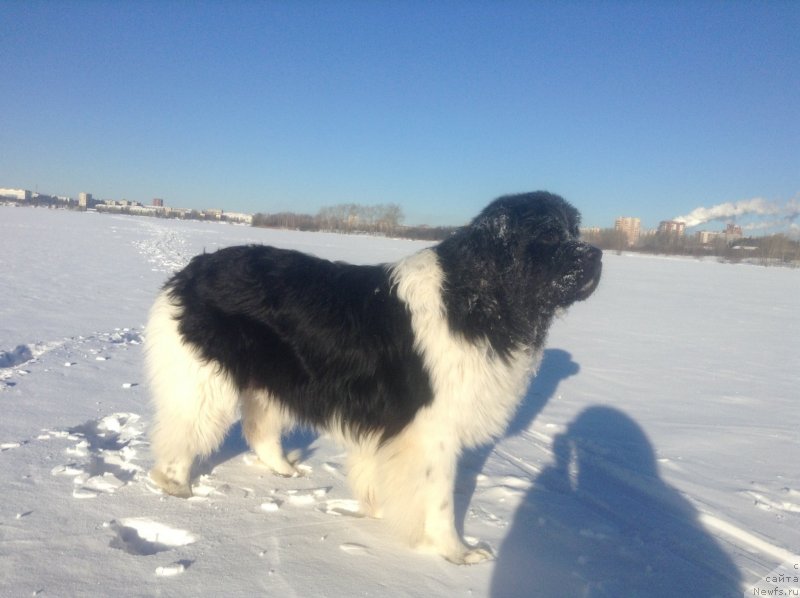 Фото: ньюфаундленд Аквиан Сонг Кроун Роял