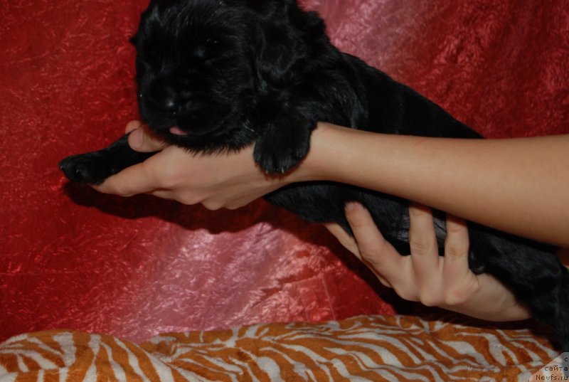 Фотография № 145006