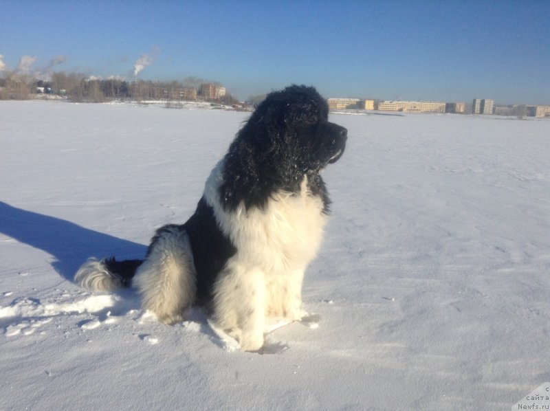 Фото: ньюфаундленд Аквиан Сонг Кроун Роял