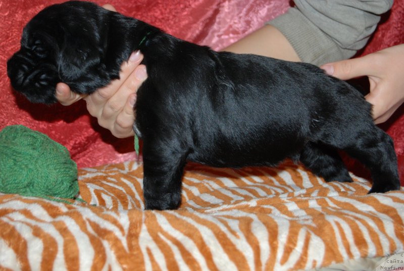 Фото: ньюфаундленд Face of an Angel Giant's Island