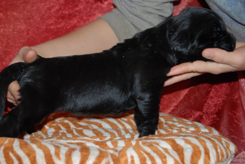 Фотография № 145011