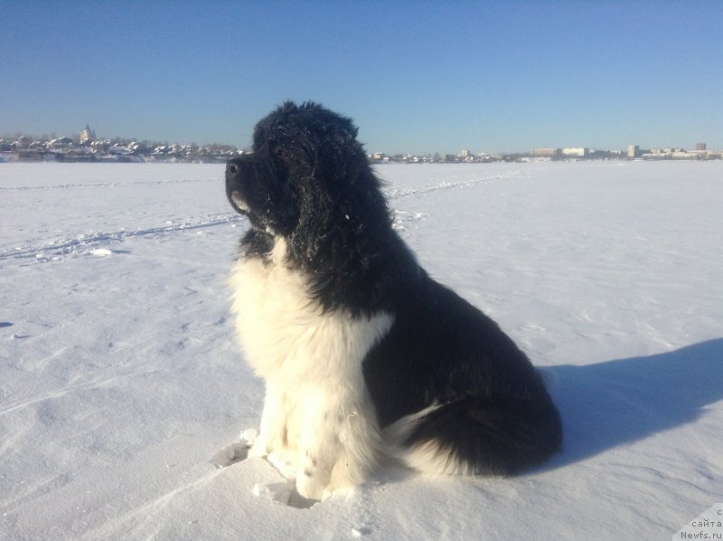 Фото: ньюфаундленд Аквиан Сонг Кроун Роял