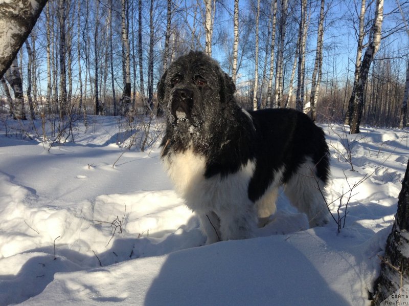 Фото: ньюфаундленд Аквиан Сонг Кроун Роял