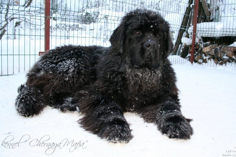 Фото: ньюфаундленд Черная Мафия Муст Хаве (Chernaya Mafia Must Have)