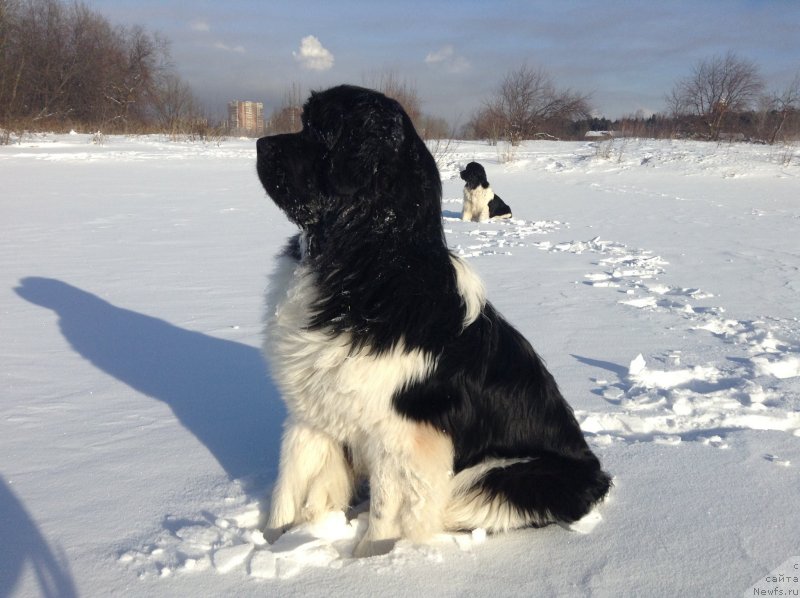 Фото: ньюфаундленд Аквиан Сонг Кроун Роял