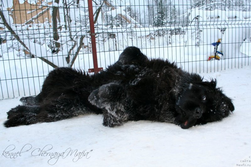 Фотография № 145044