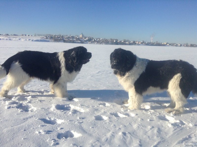 Фото: ньюфаундленд Отрада Чудная Моя из Тихого Омута