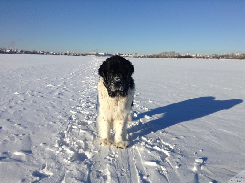 Фото: ньюфаундленд Отрада Чудная Моя из Тихого Омута