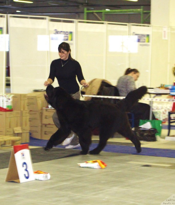 Фото: Екатерина Заславская, ньюфаундленд Смигар Ливерпульский Четвертак (Smigar Liverpulsiy Chetvertak)