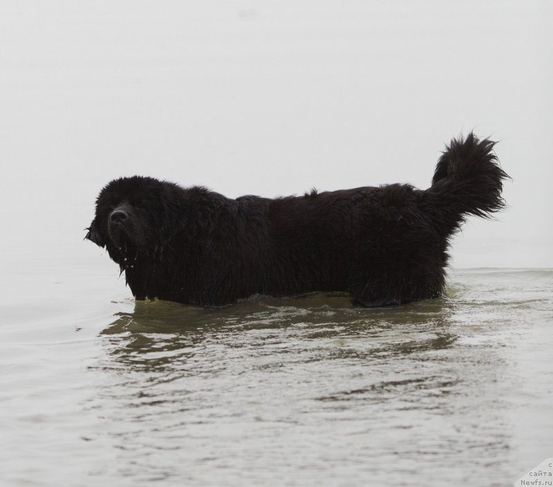 Фото: ньюфаундленд Амбер Чарм Ин Тиме