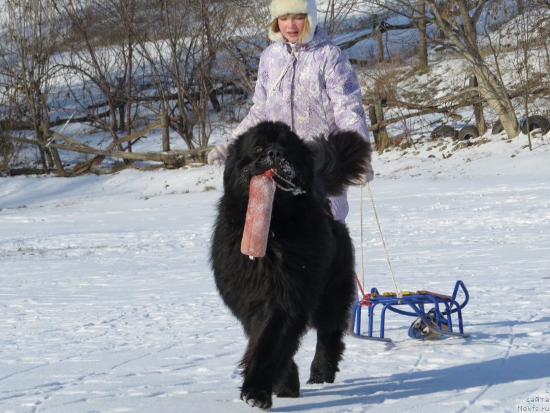 Фото: ньюфаундленд Счастливый Случай Кара Дениз (Schastlivyj Sluchay Kara Deniz)
