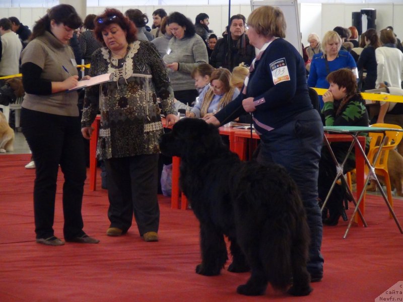 Фото: ньюфаундленд Акин Соул София, Татьяна Прусова