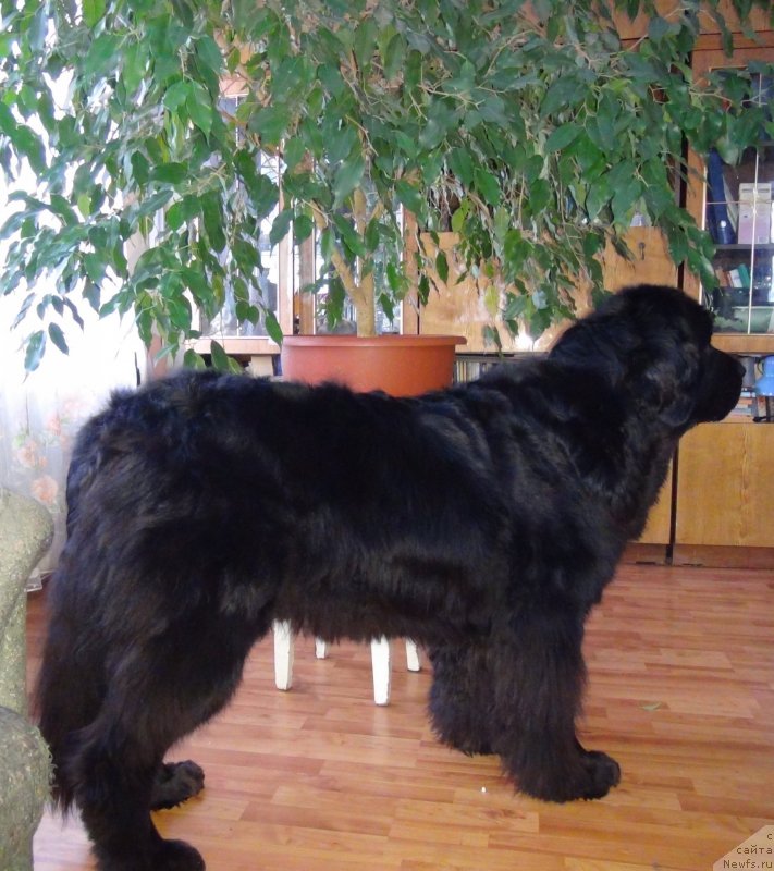 Фото: ньюфаундленд Акин Соул София