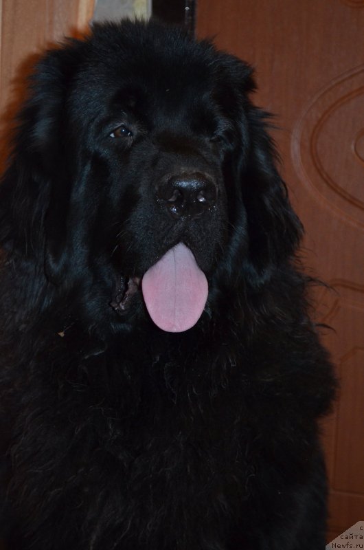 Фото: ньюфаундленд Черная Мафия Зесту Бетту (Chernaya Mafia Zesty Betty)