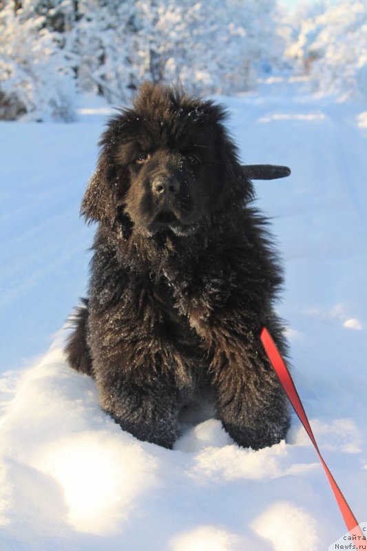 Фотография № 145094