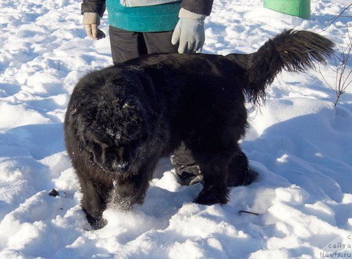 Фотография № 145095